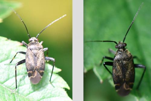 Polymerus nigrita